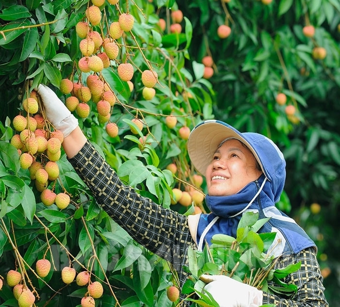 [Photos] Joy of early lychee season in Thanh Ha
